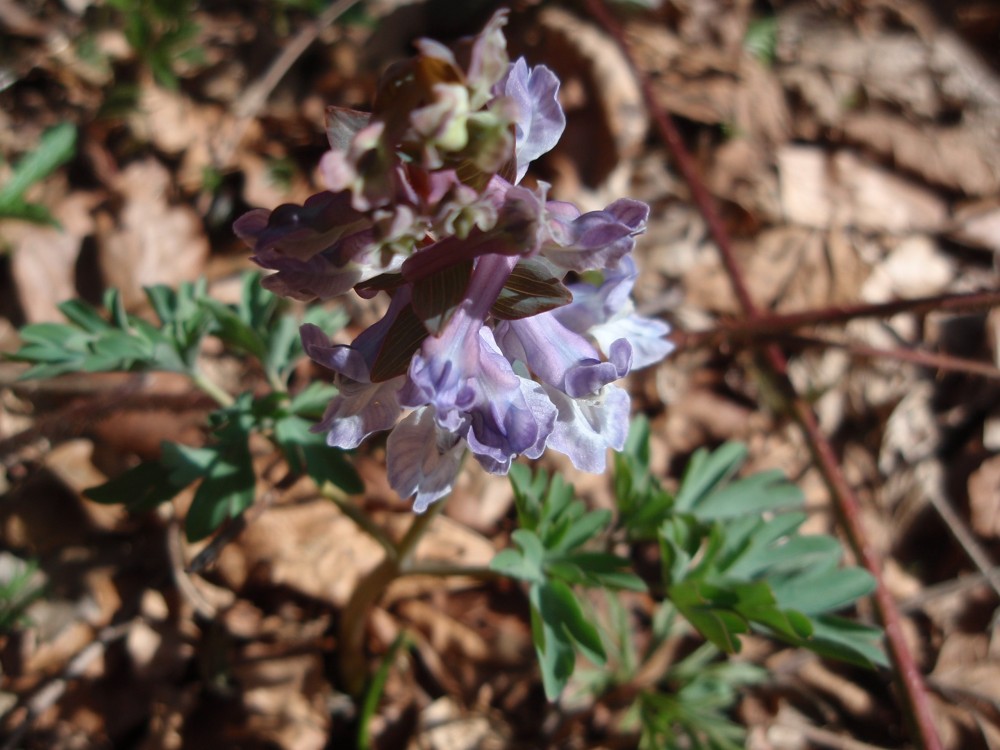 Corydalis cava